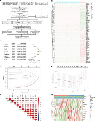 Identification of a novel MYC target gene set signature for predicting the prognosis of osteosarcoma patients